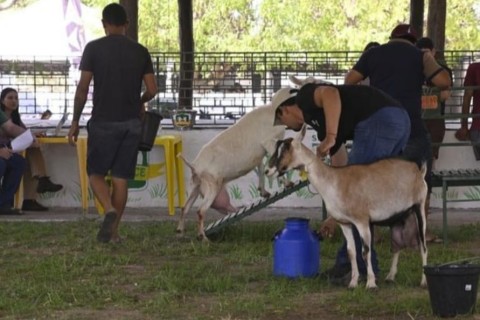 Nesta quinta-feira (27), começa a 45ª edição da Exposição de Ovinos e Caprinos do Estado do Ceará